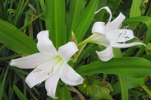 Trinh nữ hoàng cung là thảo dược rất tốt cho người bị u xơ tử cung