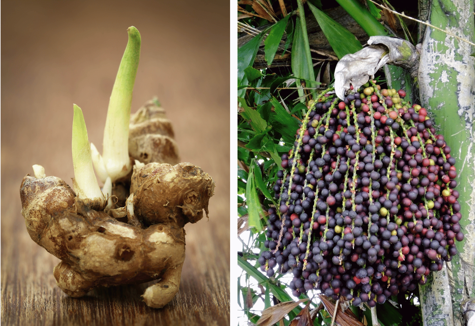 Cách giảm đau nhức, thoái hoá xương khớp bằng địa liền và đủng đỉnh vừa đơn giản lại hiệu quả - 1