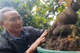 Video: Vườn mai bonsai tiền tỉ của nghệ nhân đất võ