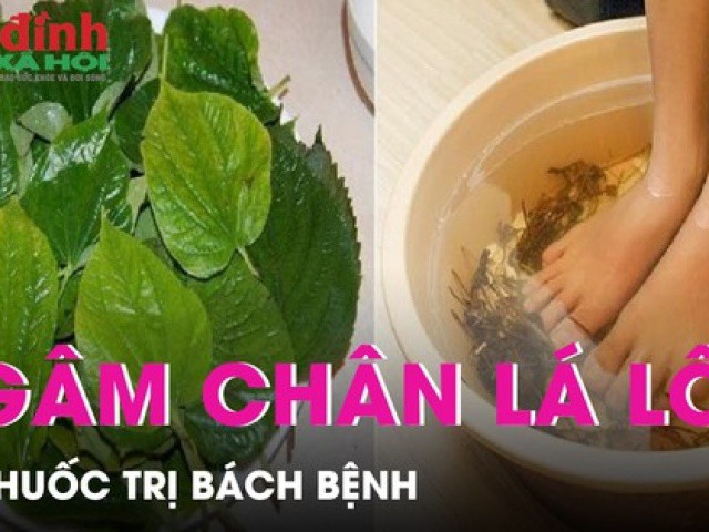 Ngâm chân bằng lá lốt thường xuyên tốt hơn thuốc bổ, vì sao?