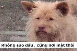 Cười 24H - Truyện cười: Những cuộc hội thoại "hỏi xoáy đáp xoay" vô tri của học sinh