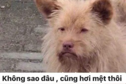 Truyện cười: Những cuộc hội thoại "hỏi xoáy đáp xoay" vô tri của học sinh