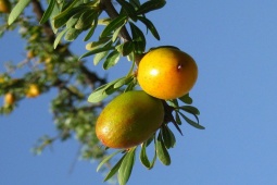 Thị trường - Tiêu dùng - Loại quả đắt đỏ được ví như "vàng lỏng" vẫn được nhà giàu săn lùng