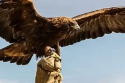 Thị trường - Tiêu dùng - Loài chim dữ bay 250km/h, có người Việt từng chi "núi tiền" mua về làm cảnh