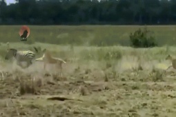 Phi thường - kỳ quặc - Video: Màn “truy sát” ngựa vằn siêu kịch tính của bầy sư tử