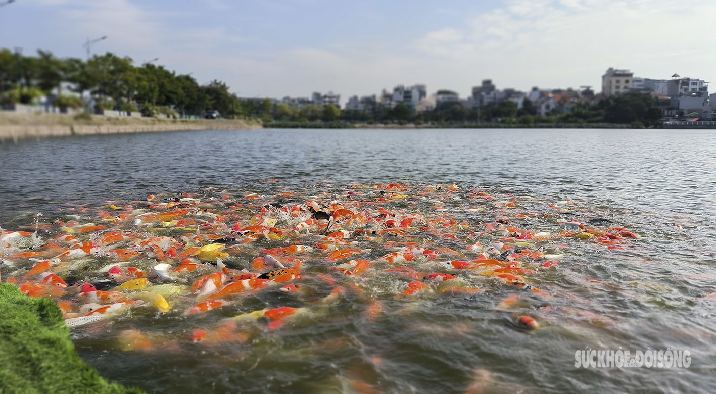 Tuy nhiên số lượng cá koi vẫn còn khá nhiều.