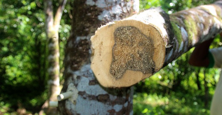 Gỗ kỳ nam là sản phẩm đặc biệt nằm trong lõi của cây dó bầu. Thế nhưng không phải cây dó bầu nào cũng cho kỳ nam, có khi cả triệu cây mới có một cây có loại gỗ đặc biệt này
