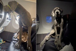 Chú chó khổng lồ ”chiếm” hai ghế trên máy bay gây sốc