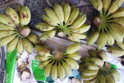 Bán loại chuối kỳ lạ, phải nấu lên mới ăn được, dân buôn có ngày bán hơn tạ