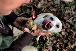 Phi thường - kỳ quặc - Người đàn ông choáng váng vì "cục đất" kỳ lạ chó cưng đào được lại là báu vật thiên nhiên
