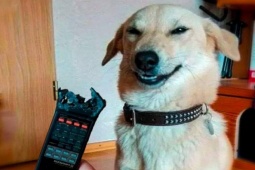 Tranh vui - Biểu cảm “khó đỡ” của chó cưng khi ở nhà quá lâu