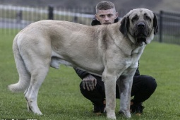 Bạn trẻ - Cuộc sống - Gặp gỡ "chú chó khổng lồ" dễ thương “gây sốt”