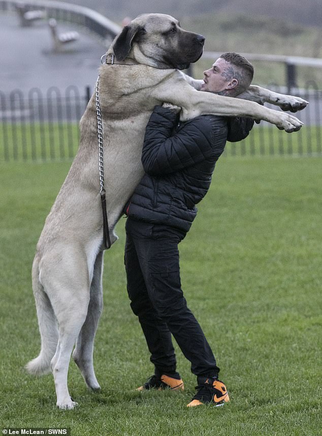 Chú chó Malakli Thổ Nhĩ Kỳ cao 2m1 bên chủ nhân.