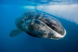 Cá voi 200 tuổi và những sinh vật sống lâu bậc nhất Trái Đất
