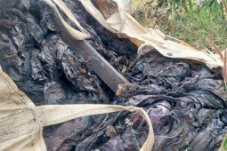 Tin tức trong ngày - Hàng tấn chất thải đen kịt “vô thừa nhận” ở Bà Rịa - Vũng Tàu