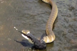 Phi thường - kỳ quặc - Video: Nổi da gà chứng kiến cảnh rắn nước ăn thịt cá bống tròn