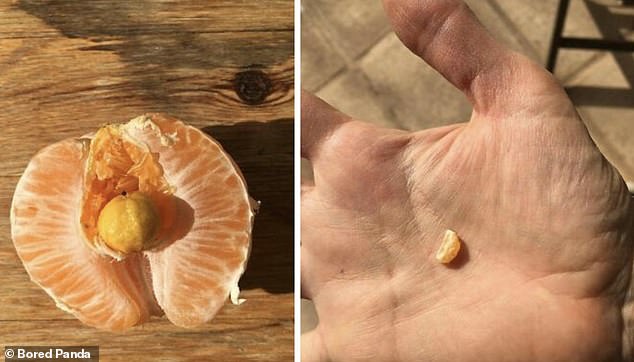 Trong khi quả cam của người khác dường như có một quả cam nhỏ đang mọc bên trong.