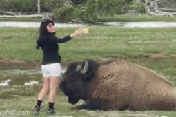 Nữ du khách bị chỉ trích vì chụp ảnh selfie với bò rừng quá gần