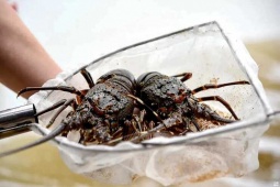 Thị trường - Tiêu dùng - Xây dựng biển giữa lòng sa mạc, giúp nông dân thu tiền tỉ nhờ hải sản