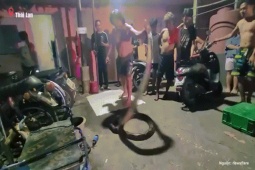 Thế giới - Thanh niên đang đi vệ sinh bị trăn khủng tấn công