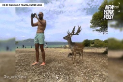 Bạn trẻ - Cuộc sống - Đang đứng chụp ảnh, người đàn ông bất ngờ bị hươu "tấn công"