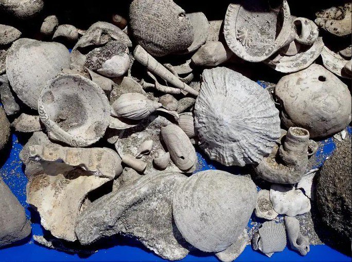 Một số mẫu vật trong bộ sưu tập khổng lồ hơn 300.000 món được khai quật từ khu vực Nhà máy Xử lý nước thải Mangene - Ảnh: BẢO TÀNG AUCKLAND