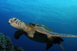 Nơi nào có nhiều rùa biển nhất ở Việt Nam?