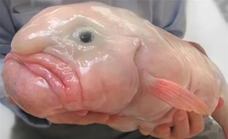 Danh hiệu “loài động vật xấu xí nhất thế giới” của cá giọt nước thậm chí đã được công nhận bằng một tổ chức hẳn hoi.&nbsp;