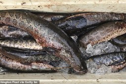 Mỹ: Loài cá châu Á tái xuất gây lo ngại, nếu phát hiện ”cần bỏ ngay vào tủ đông lạnh”