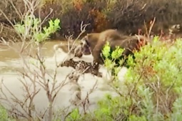 Media - Nai sừng tấm liều mạng "thủy chiến" với đàn chó sói để bảo vệ con