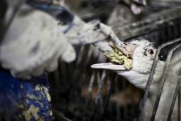 Thị trường - Tiêu dùng - Món ăn bị mang tiếng "tàn nhẫn" và độc ác, 2 triệu/kg nhiều người vẫn lùng mua