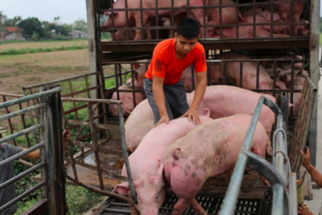 Cuối năm, nguồn cầu kéo giá thịt lợn tăng?