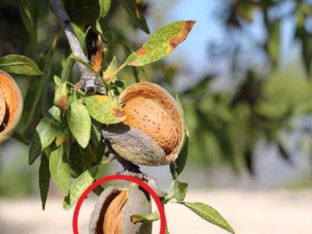 Ẩm thực - Loại hạt ví như "nữ hoàng của các loại hạt", ở Việt Nam bán đầy