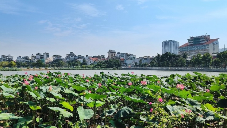 Ngắm vẻ đẹp yên bình, thơ mộng của Hồ Tây sau khi di dời tầu sắt và cá koi - 7