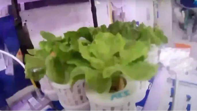 Rau được trồng trên trạm Thiên Cung - Ảnh: CCTV