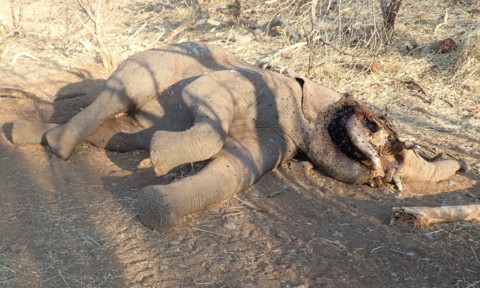 Xác một con voi Châu Phi được tìm thấy
