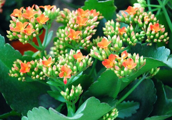 Cây hoa bỏng khi tưới mọi người chú ý không tưới ở lá mà cần thẳng vào gốc