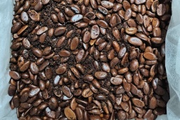 Đua nhau mua hạt giống hồng “lạ”, có người mua vài trăm hạt về trồng