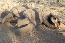 Thế giới - Bí ẩn voi châu Phi chết hàng loạt được các nhà khoa học làm sáng tỏ