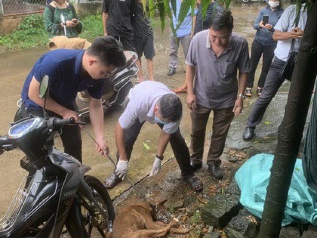 Tin tức trong ngày - Thêm 2 trẻ em ở Đồng Nai bị chó dại cắn