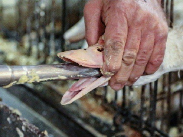 Thị trường - Tiêu dùng - Đặc sản bị cấm vì độ tàn nhẫn, giá 2 triệu/kg nhiều người vẫn lùng mua