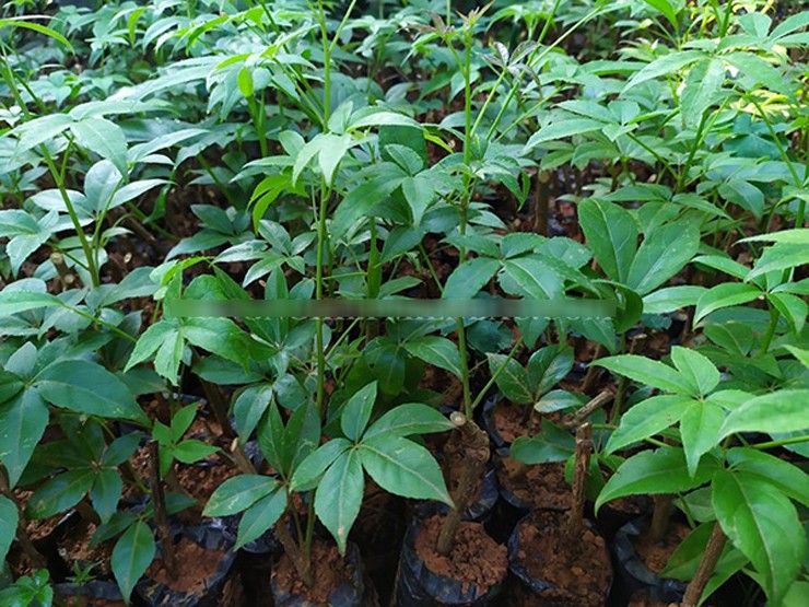 Cây ngũ gia bì hương dễ sống, cần ít công chăm sóc, chỉ cần tưới ẩm, bón phân 2 lần/năm là có thể thu hái quanh năm.&nbsp;
