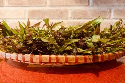 Thị trường - Tiêu dùng - Loại cây mọc dại ở Việt Nam có tên trong sách đỏ, dân trồng nhàn tênh "hốt bạc"