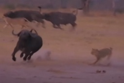 Media - Cả gan truy sát sư tử, trâu rừng bị đàn sát thủ đông nhung nhúc quật ngã