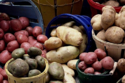 Ẩm thực - Vùi củ khoai tây xuống cát: Cả tháng không lo điều này, bỏ túi ngay để áp dụng