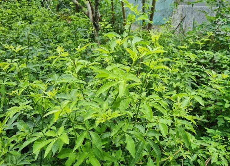 Ngũ gia bì hương được phát hiện lần đầu tiên ở huyện Phó Bảng, tỉnh Hà Giang năm 1969, có nhiều tài liệu cho rằng cây rau này có nguồn gốc tại Trung Quốc.&nbsp;
