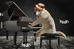 Cười 24H - Đau lòng khi nhờ "pháp sư mạng" trổ tài photoshop cho chó