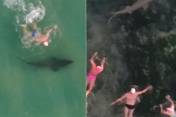 Bạn trẻ - Cuộc sống - "Đứng tim" với clip bơi cùng cá mập, bạn có muốn thử?