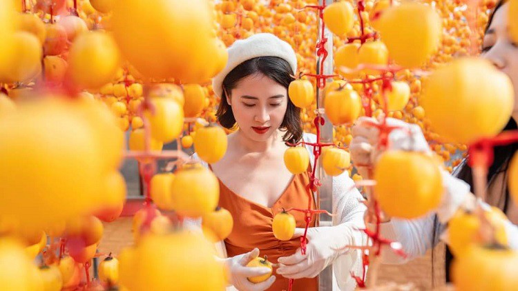 Xưởng sản xuất hồng treo gió của bà Liên còn đón tiếp khách du lịch đến tham quan, tìm hiểu quy trình làm sản phẩm.