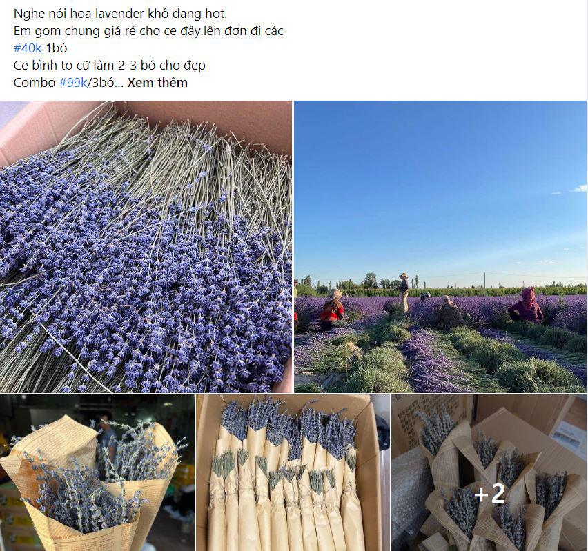 Hoa lavender được rao bán giá rẻ trên chợ mạng. Ảnh chụp màn hình.